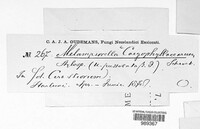Melampsorella elatina image